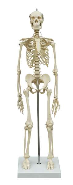 1-18447-01-ruediger-mini-skelett-mi200
