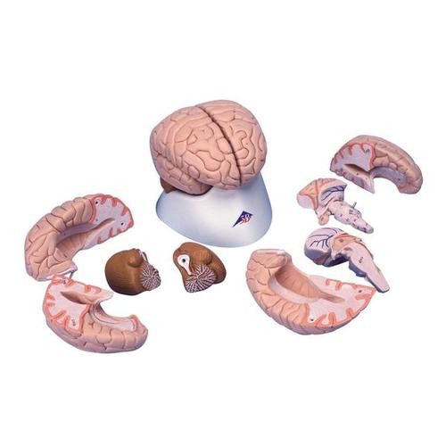 1-18732-01-3BSCIENTIFIC-Gehirn8-teilig