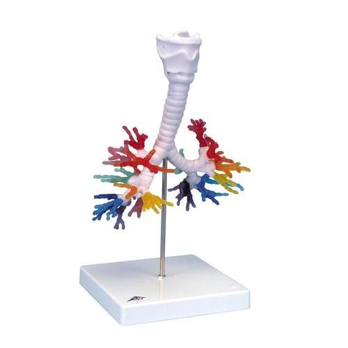 1-18784-01-3BSCIENTIFIC-Bronchialbaum