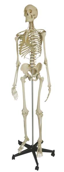 1-18446-01-ruediger-sicherheits-skelett-mit-verschraubung