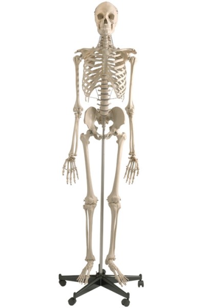 1-13621-01-homo-skelett-sicherheitsstativ