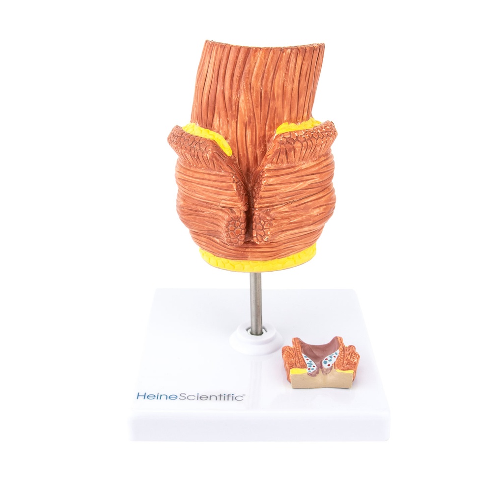 3-21505-01-heinescientific-haemorrhoiden-modell.jpg