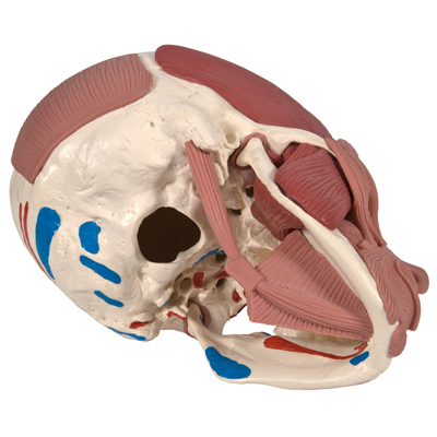 4-18778-01-3BSCIENTIFIC-Schaedel-Gesichtsmuskulatur.jpg