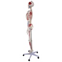 3-21482-01-heinescientific-skelett-muskelansaetze.jpg