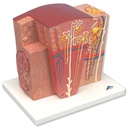 4-18767-01-3BSCIENTIFIC-MicroanatomieNiere.jpg