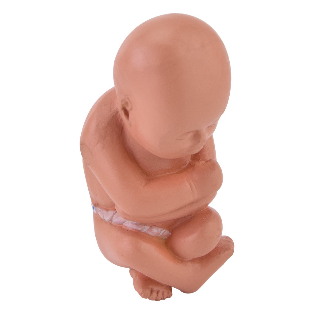 3-21503-01-heinescientific-beckenmodel-foetus.jpg
