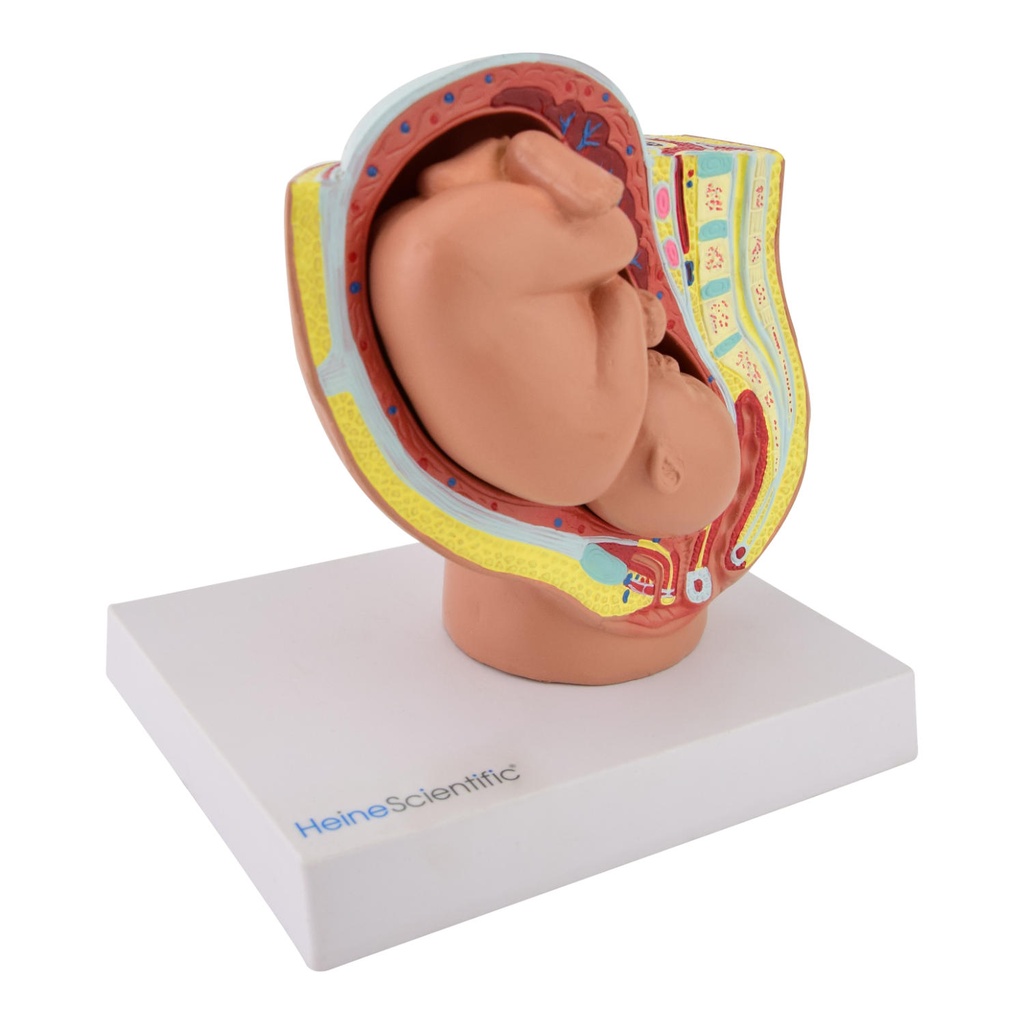 4-21503-01-heinescientific-beckenmodel-foetus.jpg