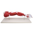 8-21488-01-heinescientific-armmodell-7-teilig.jpg