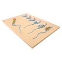 2-21498-01-heinescientific-modell-spermatogenese.jpg