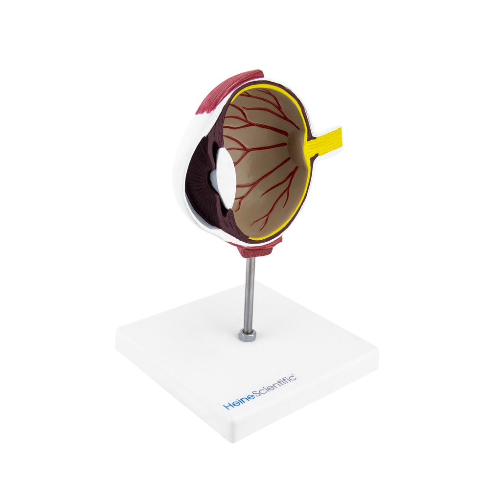 3-21520-01-heinescientific-modell-hundeauge.jpg