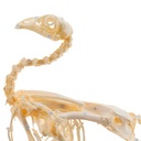 2-20420-01-heinescientific-skelett-huhn-echte-knochen.jpg