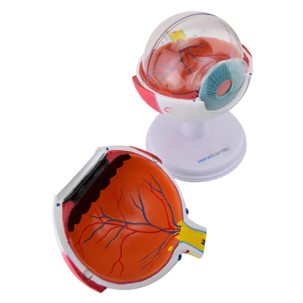 4-14741-01-heinescientific-augenmodell.jpg