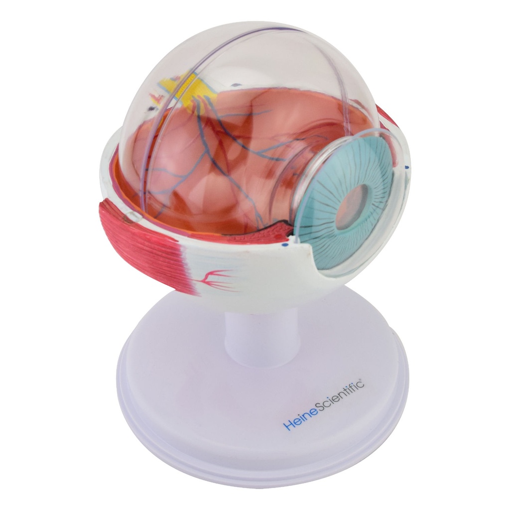 6-14741-01-heinescientific-augenmodell.jpg
