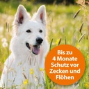 4-23084-01-ardap-zecken-und-flohschutz-halsband-hunde-bis-10kg.jpg