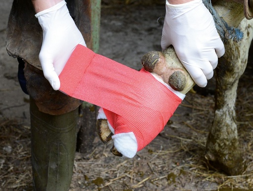 HOLTHAUS VliVet Bandage für den Veterinärbereich