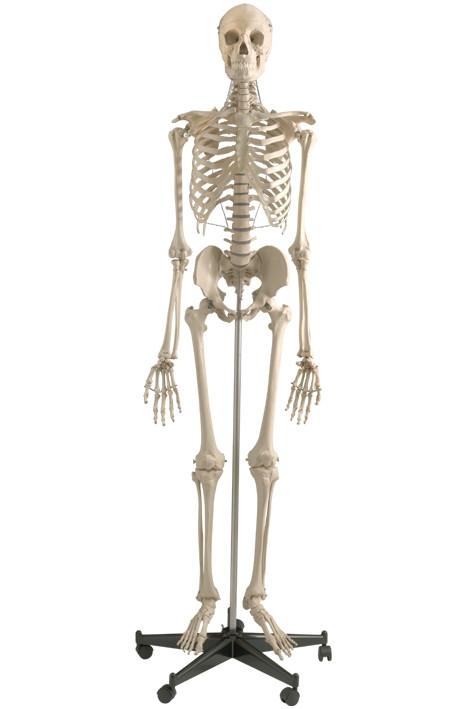 MEGRO Human skeleton on safety stand with rollers