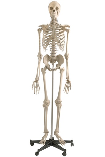 [13621-01] MEGRO Human skeleton on safety stand with rollers