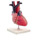 HEINESCIENTIFIC Anatomical model of a human heart 2-part