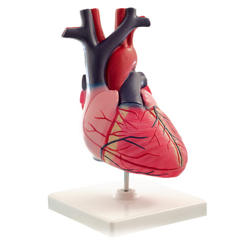 [13626-01] HEINESCIENTIFIC Anatomisches Modell eines menschlichen Herzens 2-teilig