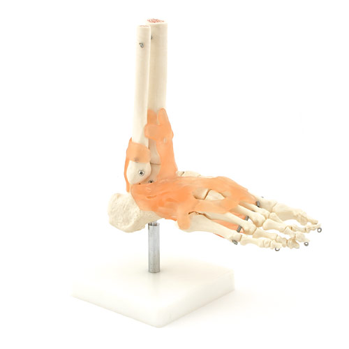 [13628-01] HEINESCIENTIFIC Fuß-Skelettmodell mit Bandapparat