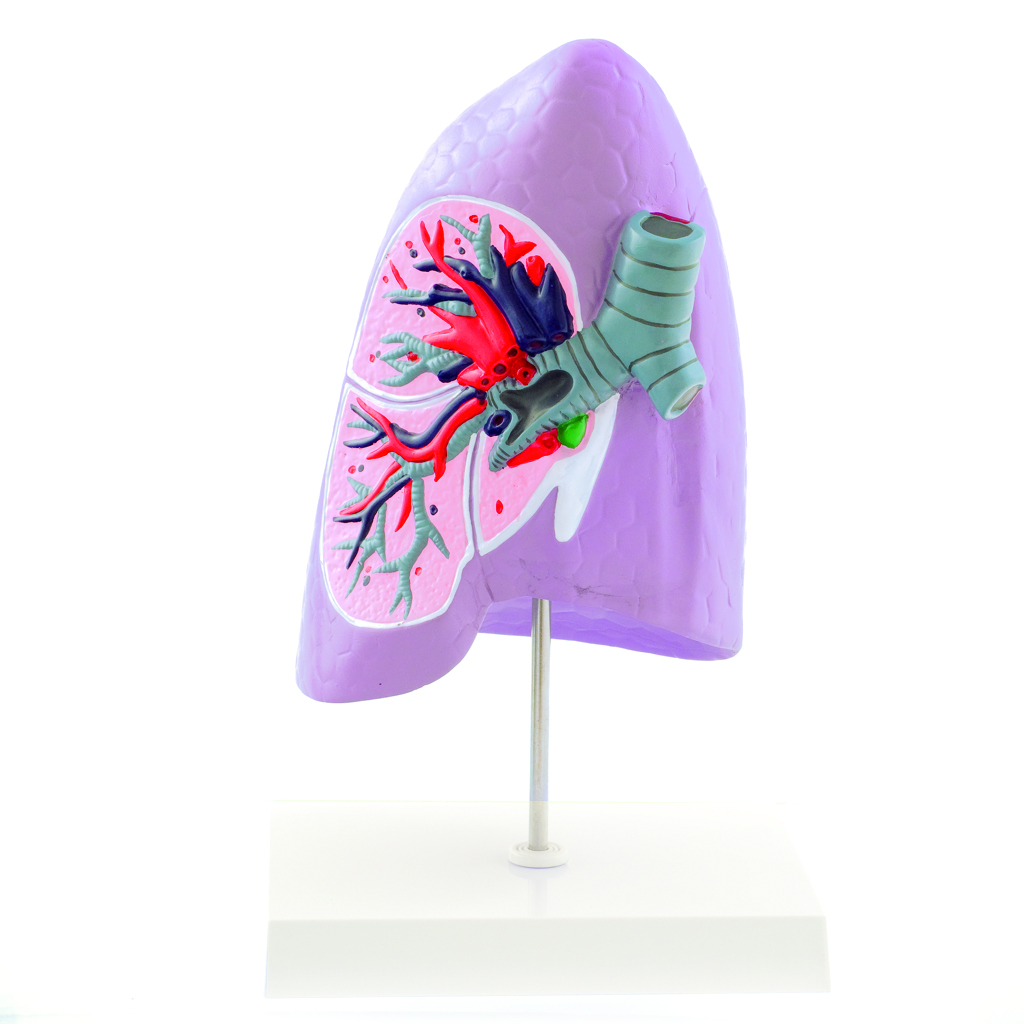 HEINESCIENTIFIC Anatomisches Modell eines rechten Lungenflügels