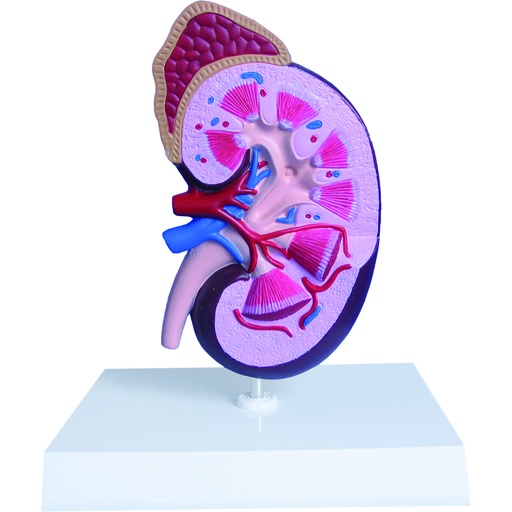 [14725-01] HEINESCIENTIFIC Model of a kidney with adrenal gland