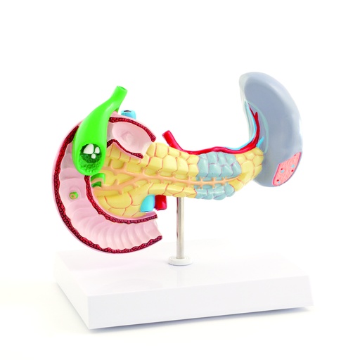 [14726-01] HEINESCIENTIFIC Anatomical model of pancreas, spleen and gallbladder