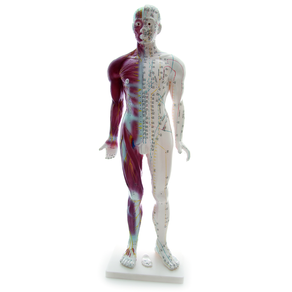 HEINESCIENTIFIC Male acupuncture model