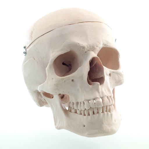 [14733-01] HEINESCIENTIFIC Skeleton model human skull, dismountable