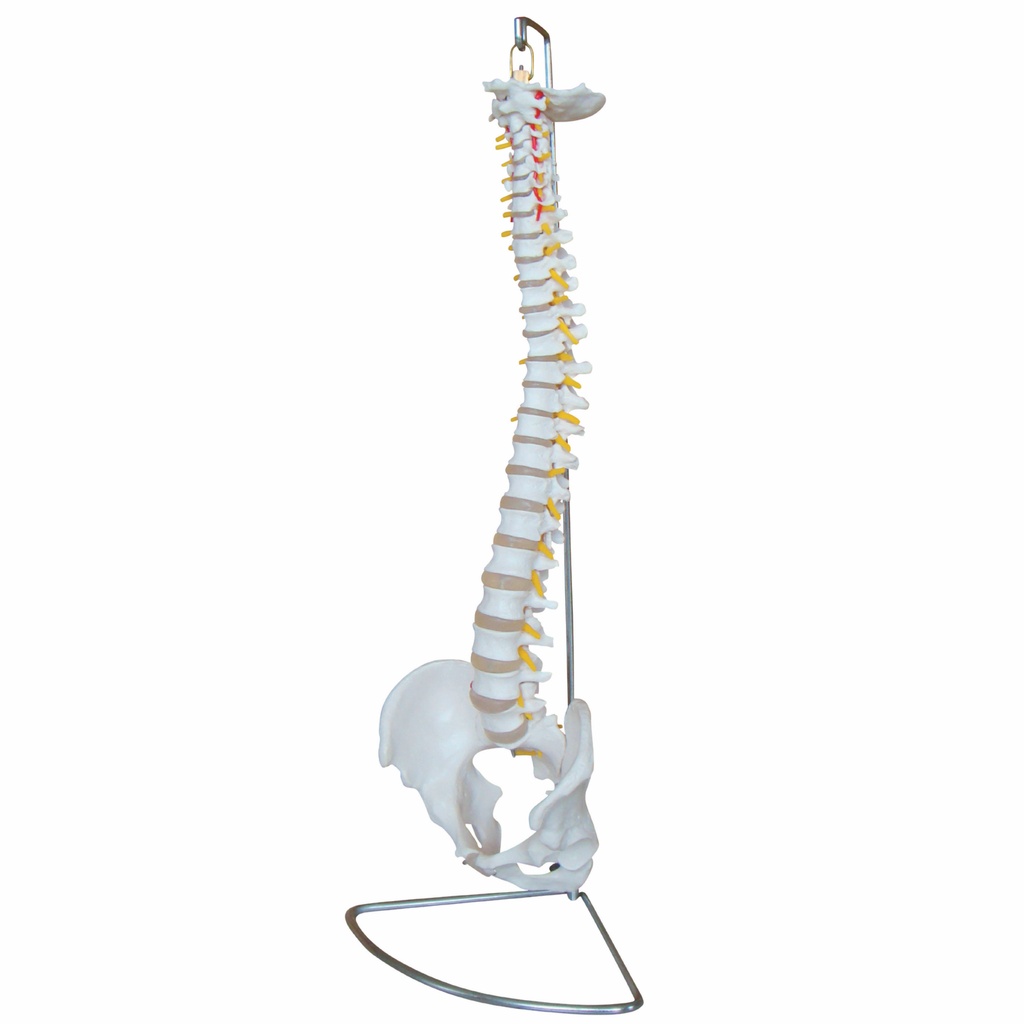 HEINESCIENTIFIC Spine model with pelvis