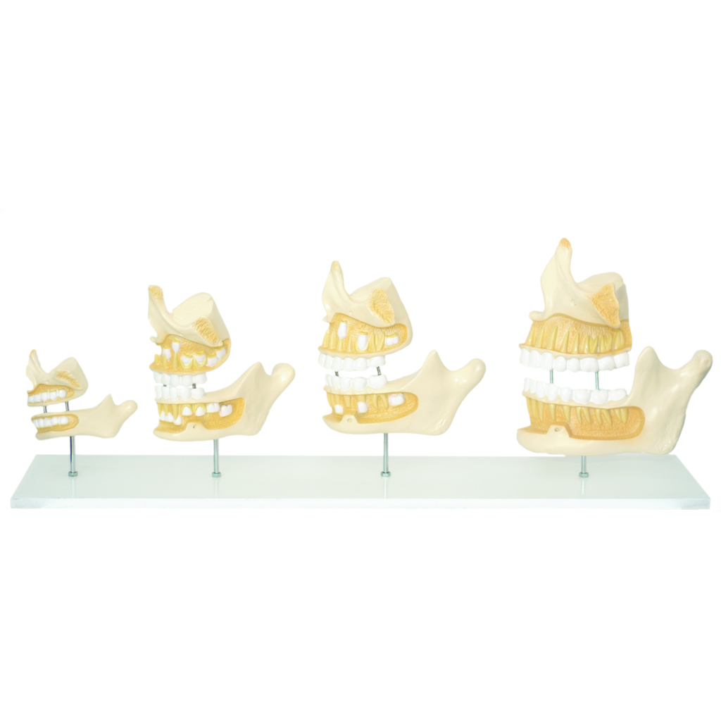 HEINESCIENTIFIC Anatomical model of human dentition development