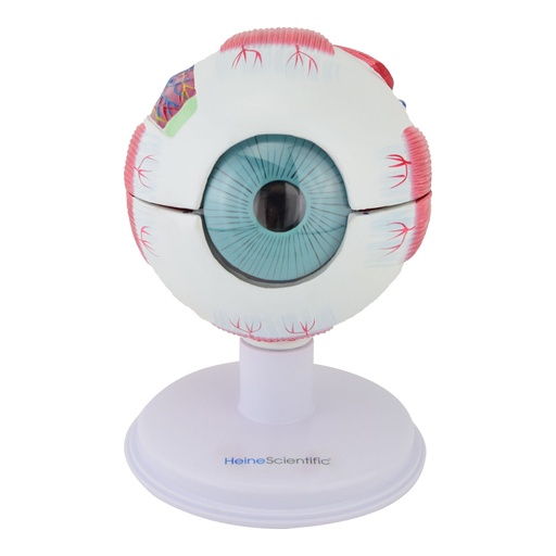 [14741-01] HEINESCIENTIFIC Eye model enlarged and dismountable