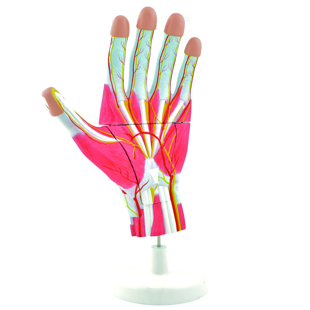 HEINESCIENTIFIC Anatomisches Handmodell zerlegbar