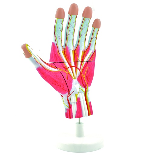 [14745-01] HEINESCIENTIFIC Anatomisches Handmodell zerlegbar