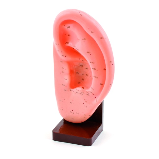 [14746-01] HEINESCIENTIFIC Acupuncture model human ear