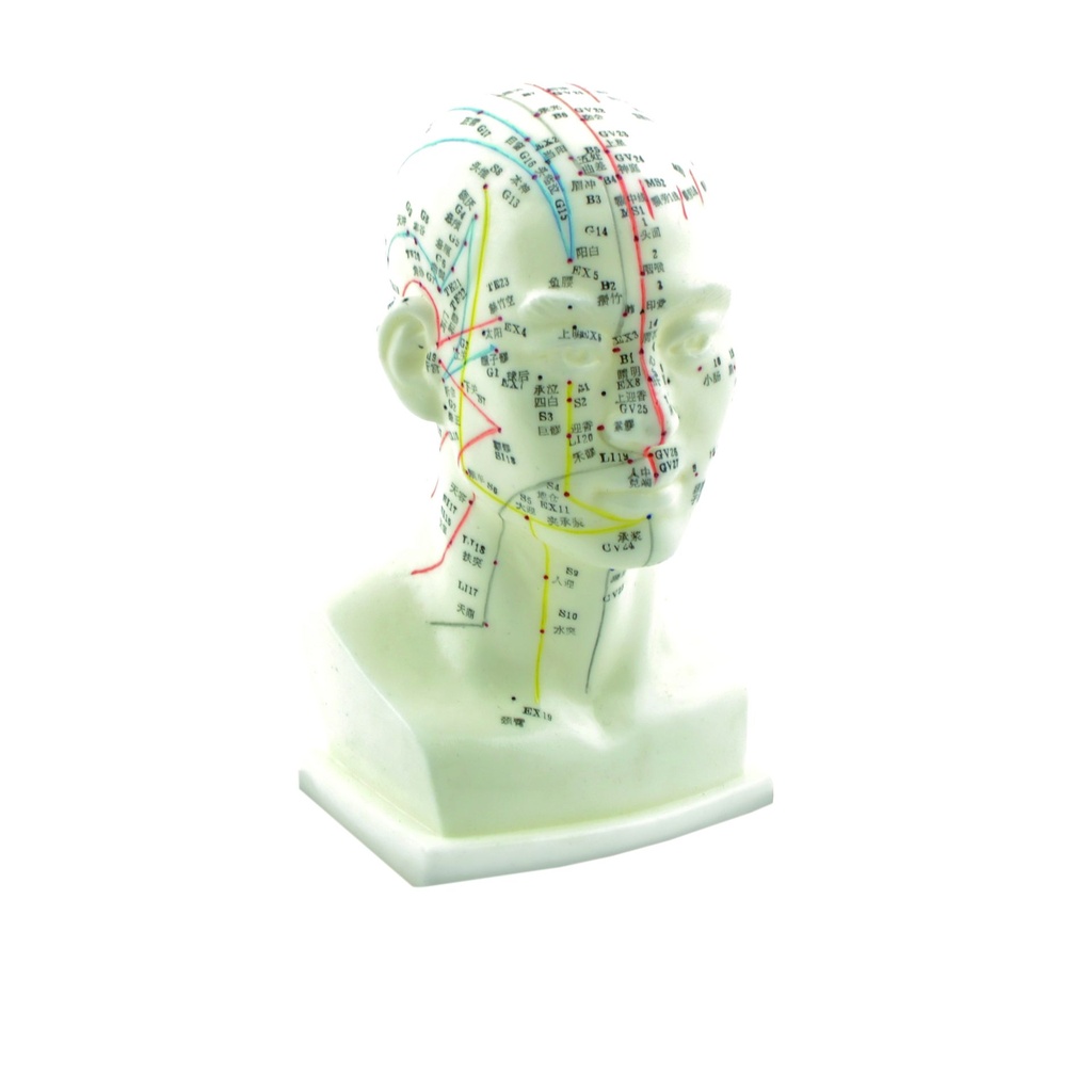 HEINESCIENTIFIC Acupuncture model head with small base