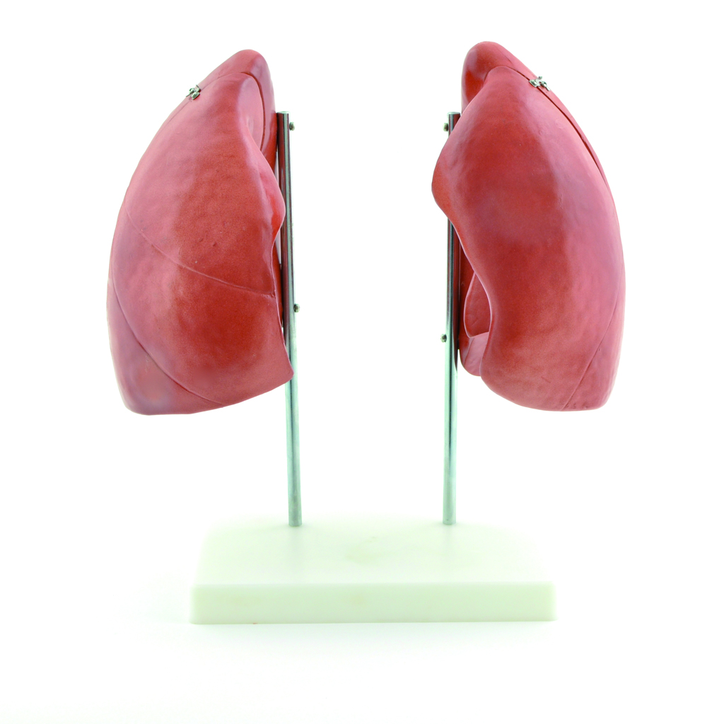 HEINESCIENTIFIC Anatomical lung model dismountable