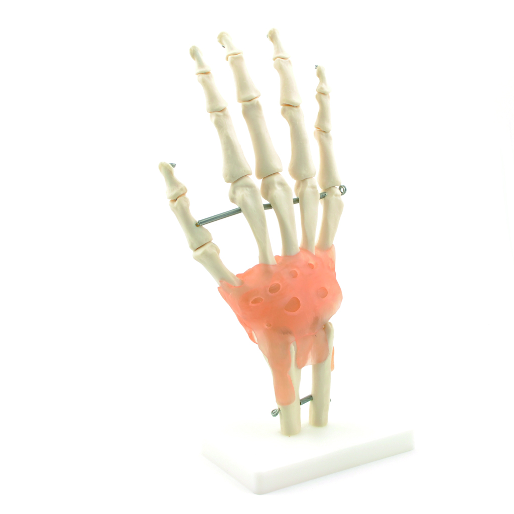 HEINESCIENTIFIC Hand-Skelettmodell mit Bandapparat