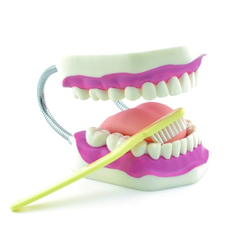 [14752-01] HEINESCIENTIFIC Dental care model in 3-fold life-size