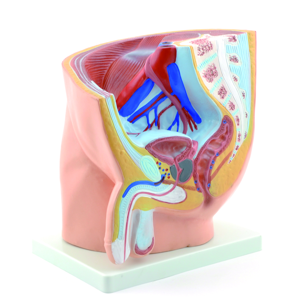 HEINESCIENTIFIC Männliches Beckenmodell im Längsschnitt