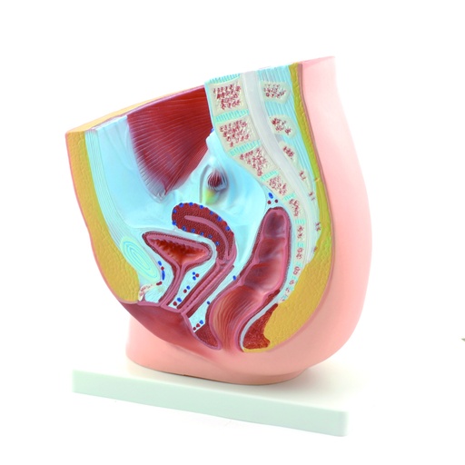 [14754-01] HEINESCIENTIFIC Weibliches Beckenmodell im Längsschnitt