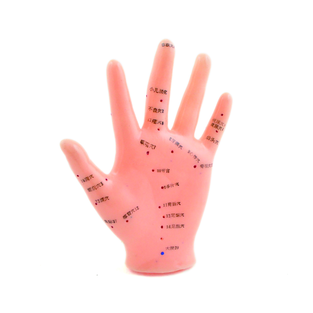 HEINESCIENTIFIC Acupuncture model of the hand