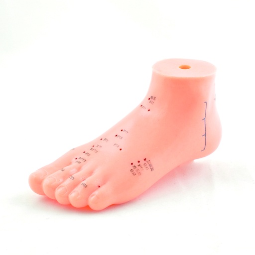 [14757-01] HEINESCIENTIFIC Akupunkturmodell Fuß