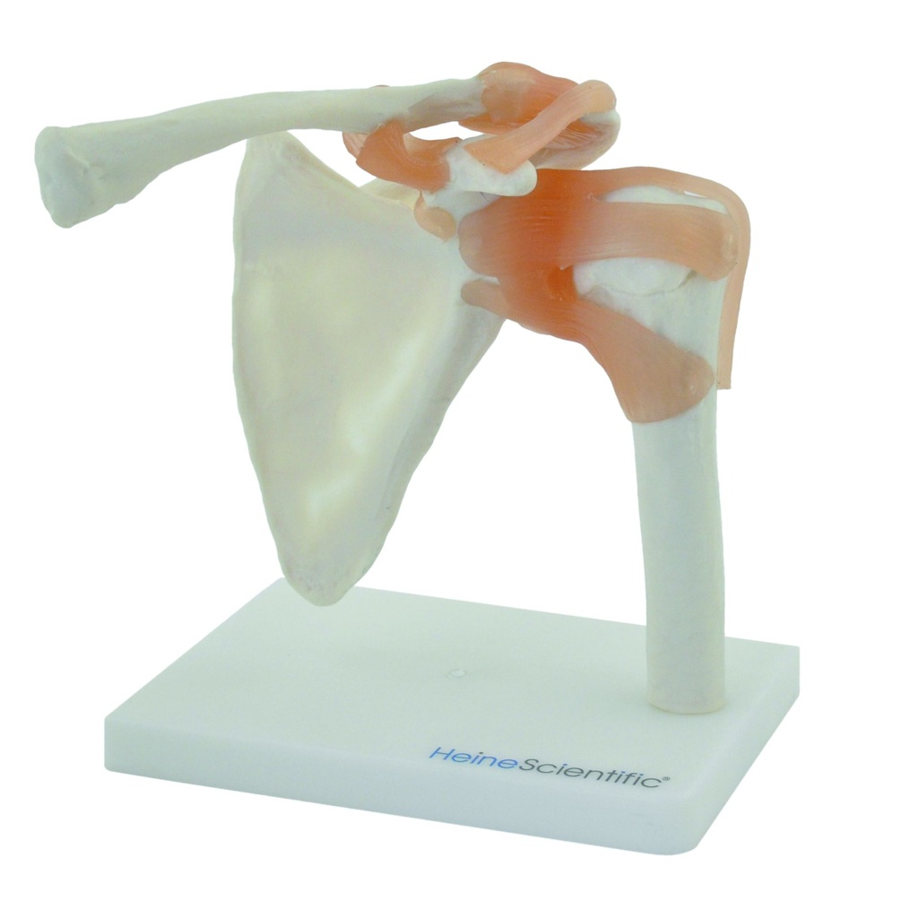 HEINESCIENTIFIC Shoulder joint model with ligaments