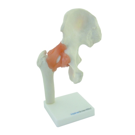 [14759-01] HEINESCIENTIFIC Hip joint model with ligaments