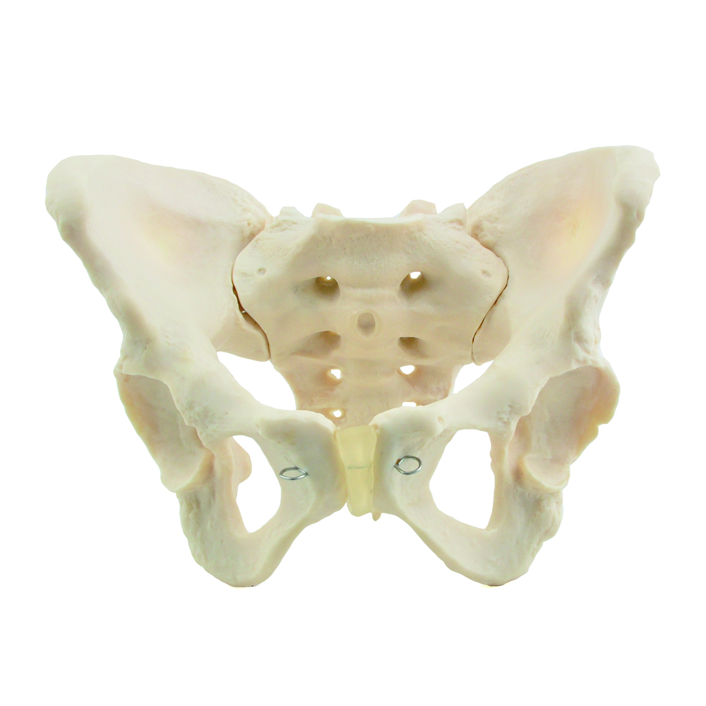 HEINESCIENTIFIC Skeleton model female pelvis