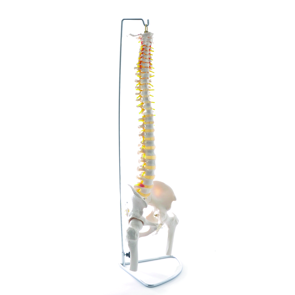 HEINESCIENTIFIC Skeleton model of the spine life-size