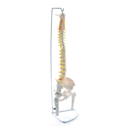 [14763-01] HEINESCIENTIFIC Skeleton model of the spine life-size