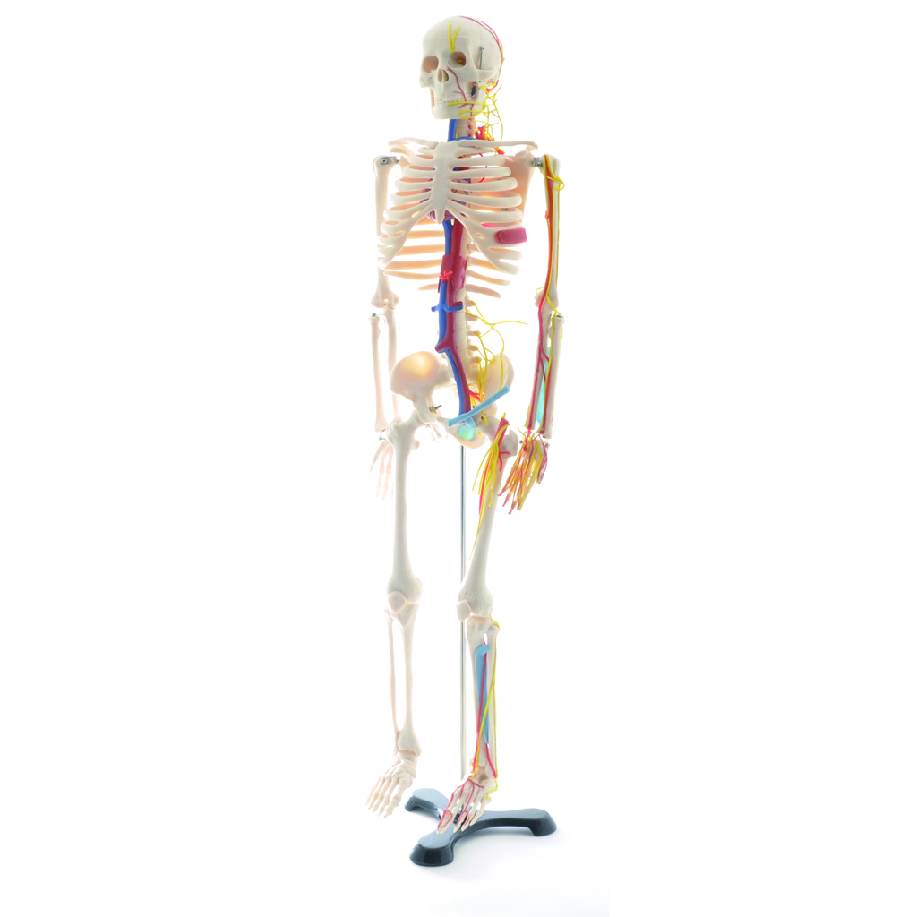 HEINESCIENTIFIC Anatomisches Skelett mit Nerven und Gefäßen