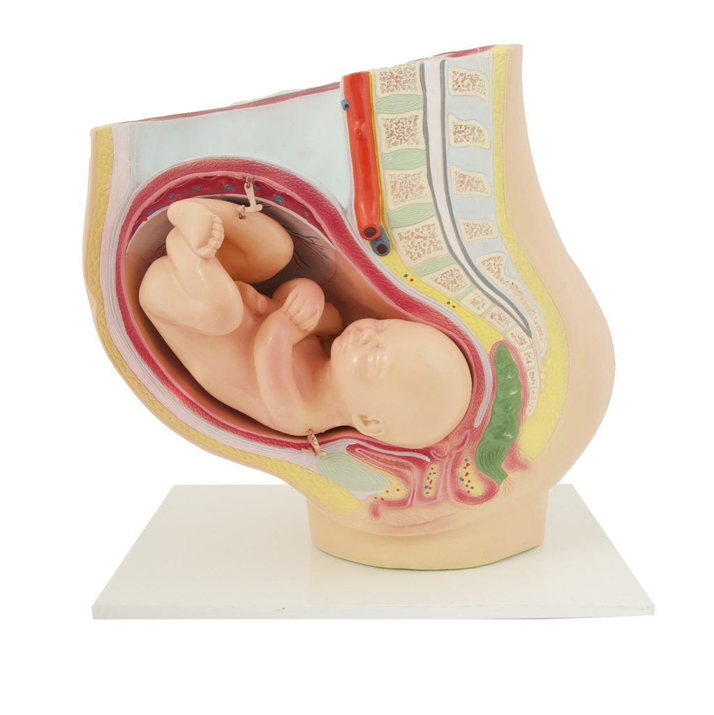 HEINESCIENTIFIC Pregnancy model 40th week of pregnancy